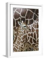 Somali Giraffe, Giraffa Camelopardalis Reticulata, Young Animal in the Herd, Close-Up-Andreas Keil-Framed Photographic Print