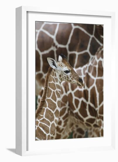 Somali Giraffe, Giraffa Camelopardalis Reticulata, Young Animal in the Herd, Close-Up-Andreas Keil-Framed Photographic Print