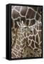 Somali Giraffe, Giraffa Camelopardalis Reticulata, Young Animal in the Herd, Close-Up-Andreas Keil-Framed Stretched Canvas