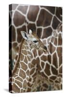 Somali Giraffe, Giraffa Camelopardalis Reticulata, Young Animal in the Herd, Close-Up-Andreas Keil-Stretched Canvas