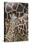 Somali Giraffe, Giraffa Camelopardalis Reticulata, Young Animal in the Herd, Close-Up-Andreas Keil-Stretched Canvas