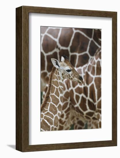 Somali Giraffe, Giraffa Camelopardalis Reticulata, Young Animal in the Herd, Close-Up-Andreas Keil-Framed Photographic Print