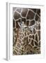 Somali Giraffe, Giraffa Camelopardalis Reticulata, Young Animal in the Herd, Close-Up-Andreas Keil-Framed Photographic Print