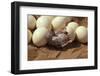 Somali Ostrich (Struthio Molybdophanes) Hatching, Samburu Game Reserve, Kenya-Denis-Huot-Framed Photographic Print