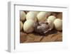 Somali Ostrich (Struthio Molybdophanes) Hatching, Samburu Game Reserve, Kenya-Denis-Huot-Framed Photographic Print