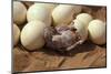 Somali Ostrich (Struthio Molybdophanes) Hatching, Samburu Game Reserve, Kenya-Denis-Huot-Mounted Photographic Print