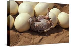 Somali Ostrich (Struthio Molybdophanes) Hatching, Samburu Game Reserve, Kenya-Denis-Huot-Stretched Canvas