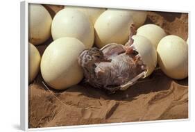 Somali Ostrich (Struthio Molybdophanes) Hatching, Samburu Game Reserve, Kenya-Denis-Huot-Framed Photographic Print