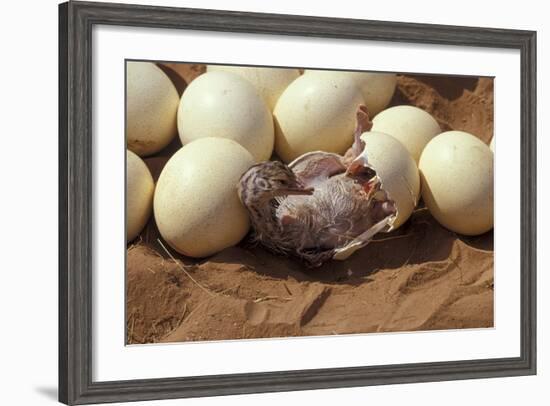 Somali Ostrich (Struthio Molybdophanes) Hatching, Samburu Game Reserve, Kenya-Denis-Huot-Framed Photographic Print