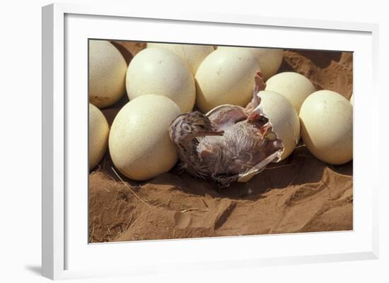 Somali Ostrich (Struthio Molybdophanes) Hatching, Samburu Game Reserve, Kenya-Denis-Huot-Framed Photographic Print