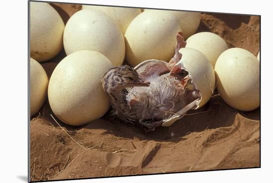 Somali Ostrich (Struthio Molybdophanes) Hatching, Samburu Game Reserve, Kenya-Denis-Huot-Mounted Photographic Print