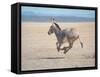 Somali Wild Ass Running Across Parched Soil in Danakil Depression, Near Sardo Village-Carlo Bavagnoli-Framed Stretched Canvas