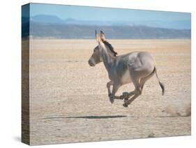 Somali Wild Ass Running Across Parched Soil in Danakil Depression, Near Sardo Village-Carlo Bavagnoli-Stretched Canvas