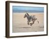 Somali Wild Ass Running Across Parched Soil in Danakil Depression, Near Sardo Village-Carlo Bavagnoli-Framed Photographic Print