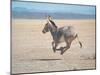 Somali Wild Ass Running Across Parched Soil in Danakil Depression, Near Sardo Village-Carlo Bavagnoli-Mounted Photographic Print