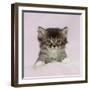 Somali X Tabby 5 Week Old Kitten-null-Framed Photographic Print