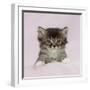 Somali X Tabby 5 Week Old Kitten-null-Framed Photographic Print