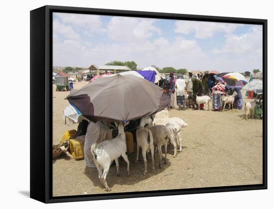 Somaliland Women with Their Goats Protect Themselves from Hot Sun with Umbrellas-Sayyid Azim-Framed Stretched Canvas