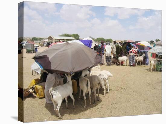 Somaliland Women with Their Goats Protect Themselves from Hot Sun with Umbrellas-Sayyid Azim-Stretched Canvas