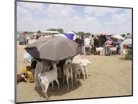 Somaliland Women with Their Goats Protect Themselves from Hot Sun with Umbrellas-Sayyid Azim-Mounted Photographic Print