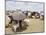 Somaliland Women with Their Goats Protect Themselves from Hot Sun with Umbrellas-Sayyid Azim-Mounted Photographic Print