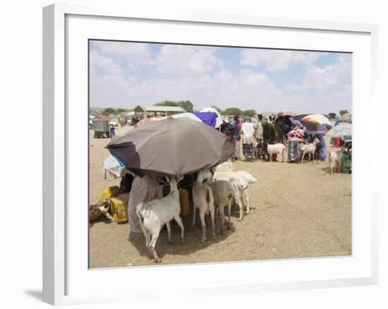 Somaliland Women with Their Goats Protect Themselves from Hot Sun with Umbrellas-Sayyid Azim-Framed Photographic Print