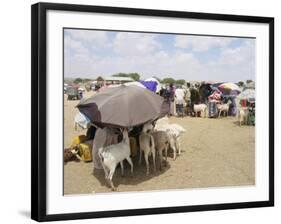 Somaliland Women with Their Goats Protect Themselves from Hot Sun with Umbrellas-Sayyid Azim-Framed Photographic Print