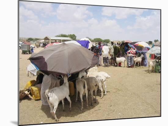 Somaliland Women with Their Goats Protect Themselves from Hot Sun with Umbrellas-Sayyid Azim-Mounted Photographic Print