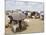 Somaliland Women with Their Goats Protect Themselves from Hot Sun with Umbrellas-Sayyid Azim-Mounted Photographic Print