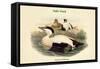 Somateria Mollissima - Eider Duck-John Gould-Framed Stretched Canvas