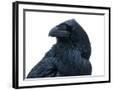 Chelsea Black