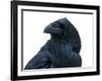 Gramercy Black