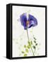 Some Favorites III-Shirley Novak-Framed Stretched Canvas