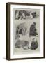 Some Members of the Barnum and Bailey Menagerie at Olympia-Cecil Aldin-Framed Giclee Print