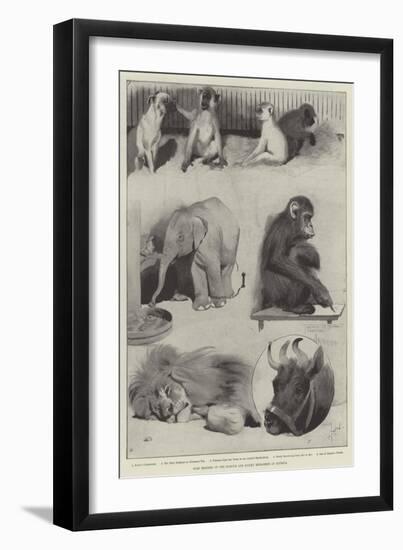 Some Members of the Barnum and Bailey Menagerie at Olympia-Cecil Aldin-Framed Giclee Print