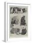 Some Members of the Barnum and Bailey Menagerie at Olympia-Cecil Aldin-Framed Giclee Print