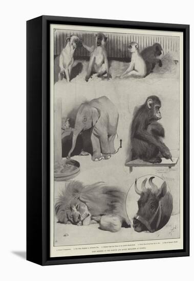 Some Members of the Barnum and Bailey Menagerie at Olympia-Cecil Aldin-Framed Stretched Canvas