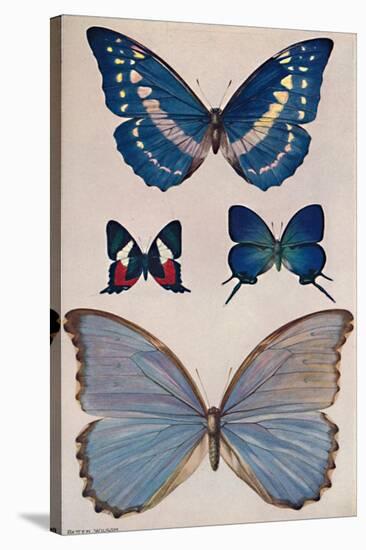 'Some of Rio's Butterflies', 1914-Patten Wilson-Stretched Canvas