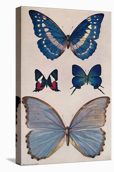'Some of Rio's Butterflies', 1914-Patten Wilson-Stretched Canvas