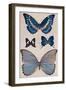 'Some of Rio's Butterflies', 1914-Patten Wilson-Framed Giclee Print