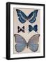 'Some of Rio's Butterflies', 1914-Patten Wilson-Framed Giclee Print