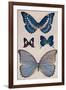 'Some of Rio's Butterflies', 1914-Patten Wilson-Framed Giclee Print