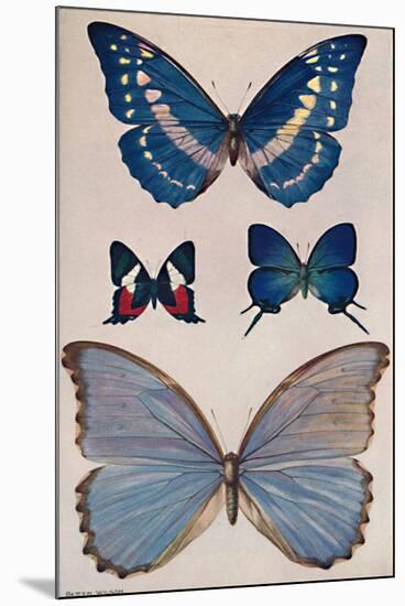 'Some of Rio's Butterflies', 1914-Patten Wilson-Mounted Giclee Print