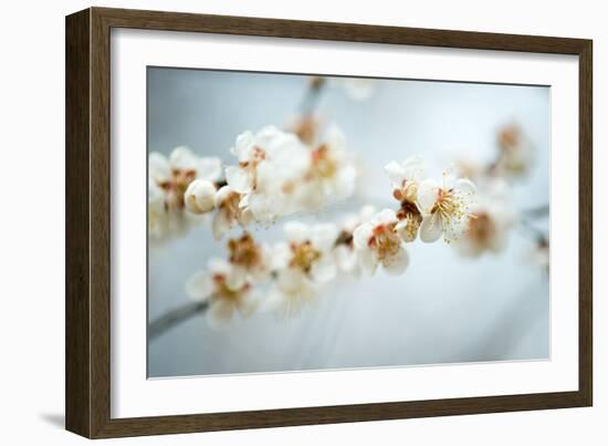 Some of the Early Fruit and Cherry Blossoms Blooming in Washington Dc-David Coleman-Framed Photographic Print