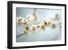 Some of the Early Fruit and Cherry Blossoms Blooming in Washington Dc-David Coleman-Framed Photographic Print
