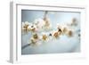 Some of the Early Fruit and Cherry Blossoms Blooming in Washington Dc-David Coleman-Framed Photographic Print