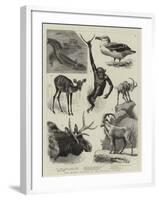 Some Recent Additions to the Zoological Gardens-null-Framed Giclee Print