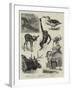 Some Recent Additions to the Zoological Gardens-null-Framed Giclee Print