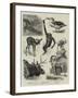 Some Recent Additions to the Zoological Gardens-null-Framed Giclee Print