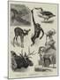 Some Recent Additions to the Zoological Gardens-null-Mounted Giclee Print